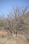 Sesamothamnus buseanus PV2686 Turbi GPS170 Kenya 2014_0889.jpg